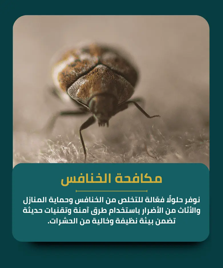 ابادة الخنافس