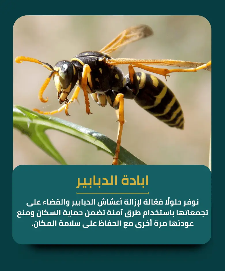 ابادة الدبابير