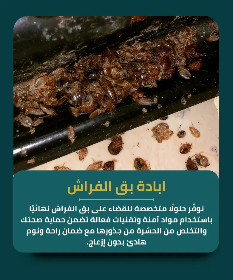 ابادة بق الفراش