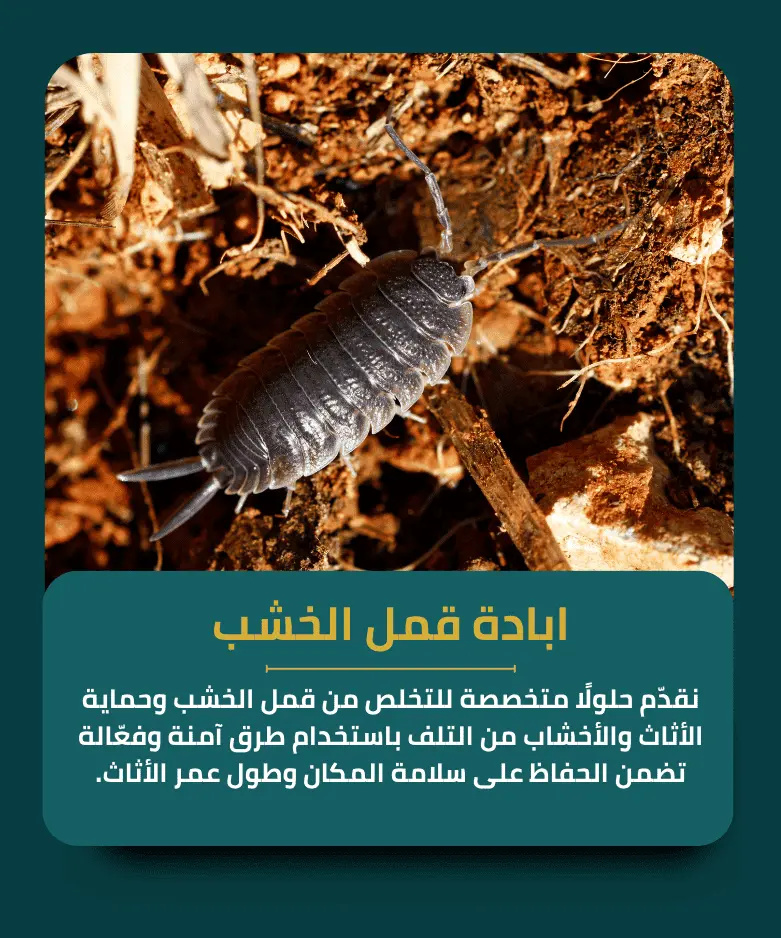 ابادة قمل الخشب